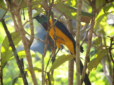 [The bird is perched on a branch. Its head is green. Its lower neck, back, and wing are dark purple. Its underside is bright golden-yellow.]